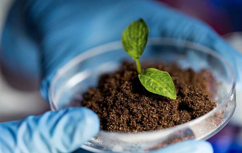 close up of hands with plant and soil in lab